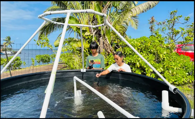 Field sampling at an aquaculture tub
