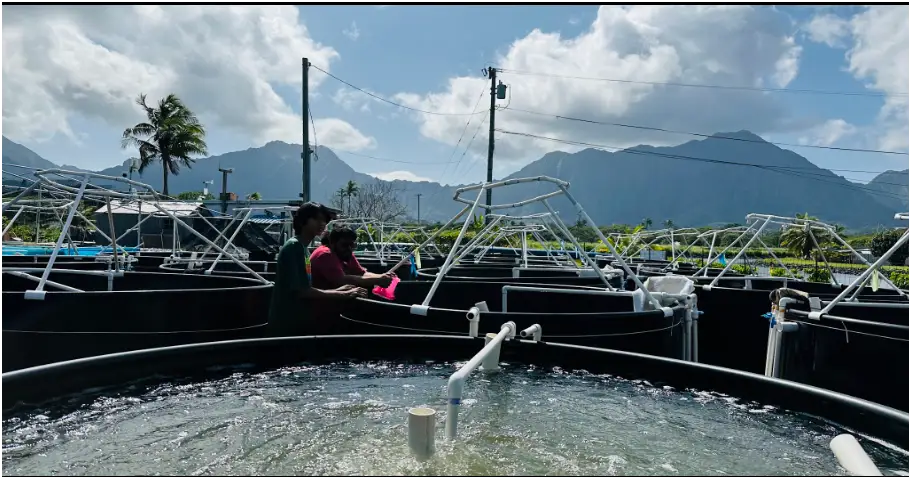 1,000-gallon test tubs used for controlled algae experiments, with mountains behind
