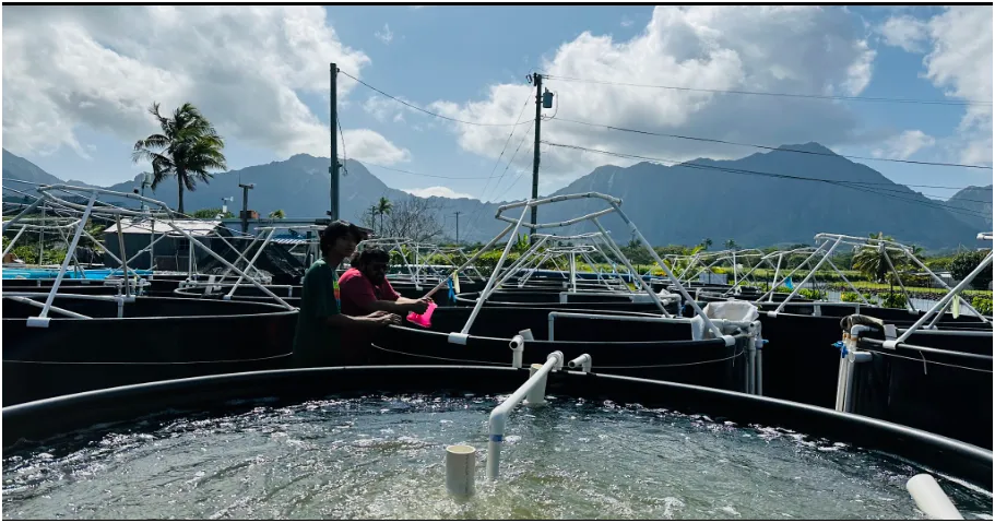 Five 1,000-gallon tubs at the fishpond