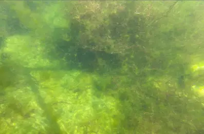 Underwater view of algae growth